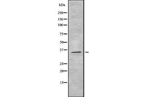 Western blot analysis OR5M3 using HeLa whole cell lysates