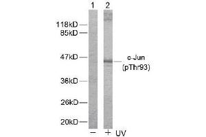 Image no. 2 for anti-Jun Proto-Oncogene (JUN) (pThr93) antibody (ABIN196649) (C-JUN anticorps  (pThr93))
