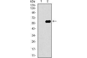 Western blot analysis using DCTN4 mAb against HEK293 (1) and DCTN4 (AA: 57-298)-hIgGFc transfected HEK293 (2) cell lysate.