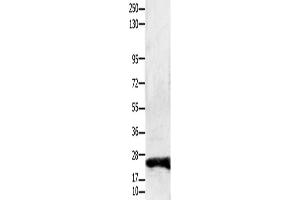 Western Blotting (WB) image for anti-Claudin 1 (CLDN1) antibody (ABIN2431412) (Claudin 1 anticorps)