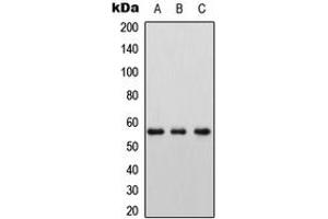 Western blot analysis of LAT2 expression in HEK293T (A), Raw264. (LAT2 anticorps  (Center))