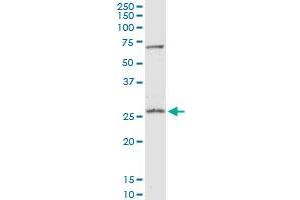 PRDX4 MaxPab polyclonal antibody. (Peroxiredoxin 4 anticorps  (AA 1-271))