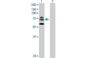 Western Blot analysis of KIF22 expression in transfected 293T cell line by KIF22 MaxPab polyclonal antibody. (KIF22 anticorps  (AA 1-665))