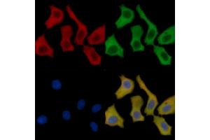 MLK3 Mouse Monoclonal Antibody staining HepG2 cells by IF/ICC. (MAP3K11 anticorps  (Internal Region))