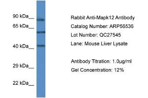 Western Blotting (WB) image for anti-Mitogen-Activated Protein Kinase 12 (MAPK12) (C-Term) antibody (ABIN785817) (MAPK12 anticorps  (C-Term))