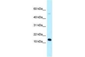Image no. 1 for anti-RIKEN CDNA 1110059E24 Gene (1110059E24RIK) (AA 39-88) antibody (ABIN6747928) (1110059E24Rik anticorps  (AA 39-88))
