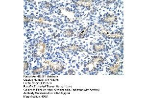 Human Lung (BLZF1 anticorps  (N-Term))
