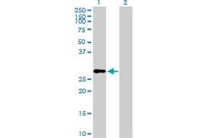 Western Blot analysis of IGF2 expression in transfected 293T cell line by IGF2 MaxPab polyclonal antibody.