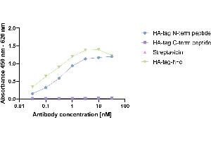 HA-tagged Protein was coated on an ELISA plate at 100 ng. (Recombinant HA-Tag anticorps  (AA 98-106))