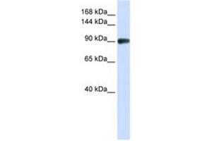Image no. 1 for anti-DNA repair and recombination protein RAD54B (RAD54B) (N-Term) antibody (ABIN6740489) (RAD54B anticorps  (N-Term))