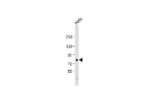 Anti-EIF4B Antibody (C-term) at 1:1000 dilution + Hela whole cell lysate Lysates/proteins at 20 μg per lane. (EIF4B anticorps  (C-Term))