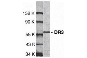 Western Blotting (WB) image for anti-Tumor Necrosis Factor Receptor Superfamily, Member 25 (TNFRSF25) (Extracellular Domain) antibody (ABIN1030835)