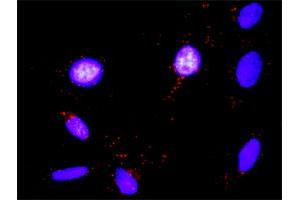 Proximity Ligation Analysis of protein-protein interactions between FASLG and FYN.