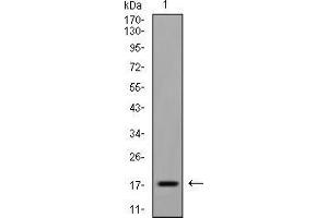Western blot analysis using EIF5A mouse mAb against Raji (1) cell lysate.