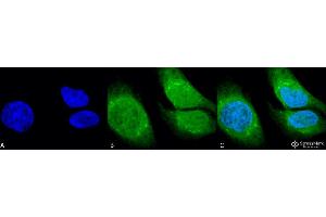 Immunocytochemistry/Immunofluorescence analysis using Rabbit Anti-GRP78 (Bip) Polyclonal Antibody . (GRP78 anticorps  (N-Term) (Atto 488))