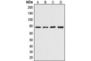 Western blot analysis of Artemis (pS516) expression in HepG2 (A), HeLa (B), mouse skeletal muscle (C), rat skeletal muscle (D) whole cell lysates.