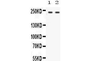 Observed bind size: 227KD (Otoferlin anticorps  (C-Term))