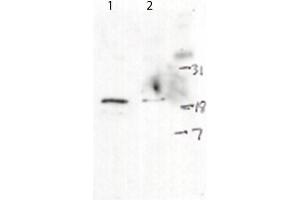 Western Blot of Rabbit anti-H2AXpS139 antibody. (H2AFX anticorps  (C-Term))