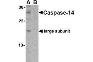 Western blot analysis of caspase-14 in Jurkat cell lysate in the (A) absence or (B) presence of blocking peptide with AP30195PU-N caspase-14 antibody at 1 μg/ml. (CASP14 anticorps  (C-Term))