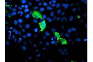 Immunofluorescence (IF) image for anti-GTPase, IMAP Family Member 4 (GIMAP4) antibody (ABIN1498460)