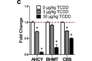 TCDD elicited effects on the hepatic metabolism of homocysteine. (AHCY anticorps  (AA 253-432))