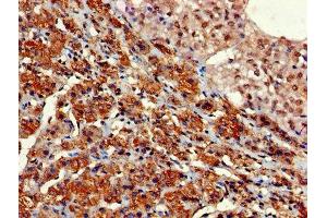 Immunohistochemistry of paraffin-embedded human adrenal gland tissue using ABIN7154668 at dilution of 1:100 (GNG11 anticorps  (AA 1-70))