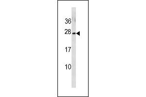 GINS3 Antibody (C-term) (ABIN1881374 and ABIN2843312) western blot analysis in MCF-7 cell line lysates (35 μg/lane).