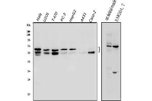 Western blot analysis of NFIC using anti-NFIC antibody (ABIN7600653).