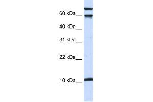 Western Blotting (WB) image for anti-Galanin Prepropeptide (GAL) antibody (ABIN2460110)