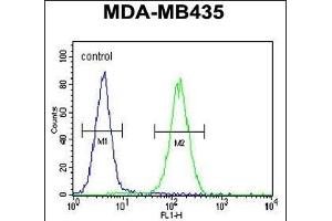 SMYD4 Antibody (C-term) (ABIN655528 and ABIN2845041) flow cytometric analysis of MDA-M cells (right histogram) compared to a negative control cell (left histogram). (SMYD4 anticorps  (C-Term))