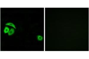 Immunofluorescence analysis of A549 cells, using RPL27A Antibody. (RPL27A anticorps  (AA 99-148))