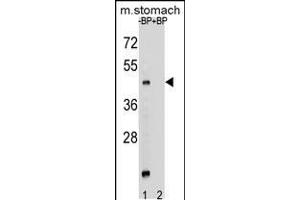 Western blot analysis of MBOAT4 Antibody Pab pre-incubated without(lane 1) and with(lane 2) blocking peptide in mouse stomach tissue lysate (MBOAT4 anticorps  (AA 258-287))