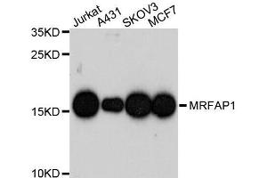 Western blot analysis of extracts of various cell lines, using MRFAP1 antibody. (MRFAP1 anticorps  (AA 1-127))