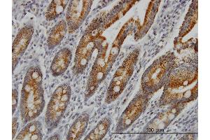Immunoperoxidase of monoclonal antibody to COX6C on formalin-fixed paraffin-embedded human small Intestine. (COX6C anticorps  (AA 1-75))