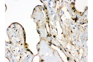 Anti- S100 alpha 6 Picoband antibody, IHC(P) IHC(P): Human Placenta Tissue