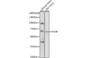 Western blot analysis of extracts of various cell lines, using FSHR antibody (ABIN3022001, ABIN3022002, ABIN3022003, ABIN1512927 and ABIN6218564) at 1:1000 dilution.