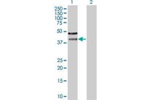 Western Blot analysis of ZFC3H1 expression in transfected 293T cell line by ZFC3H1 MaxPab polyclonal antibody. (ZFC3H1 anticorps  (AA 1-358))