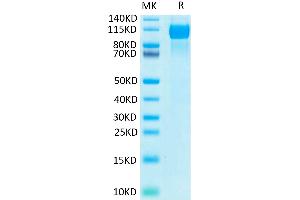 Biotinylated Human EGFR/HER1 on Tris-Bis PAGE under reduced condition.
