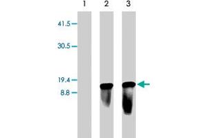 Western blot of 293 cells mock transfected (lane 1) or transiently transfected with pLenti6/TR lentiviral vector (lanes 2 & 3). (Blasticidin S Deaminase anticorps  (N-Term))