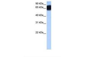 Image no. 1 for anti-Zinc Finger Protein 90 (ZNF90) (AA 92-141) antibody (ABIN6739345) (ZNF90 anticorps  (AA 92-141))