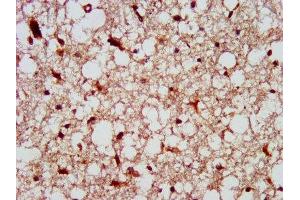 IHC image of ABIN7174093 diluted at 1:300 and staining in paraffin-embedded human brain tissue performed on a Leica BondTM system. (PTPN13 anticorps  (AA 1965-2173))
