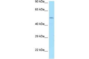 WB Suggested Anti-DRD1 Antibody Titration: 1. (Dopamine Receptor d1 anticorps  (N-Term))