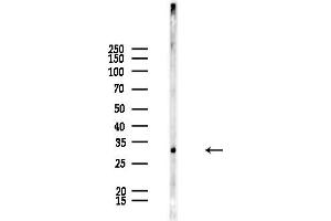 Western blot analysis of lysates from Mouse testis, using Phospho-Ephrin  (Tyr330) Antibody at 1/1000 dilution.