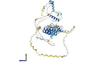 AlphaFold protein structure predicition of Mouse Recombinant Lmod2 Protein, UniprotID Q3UHZ5