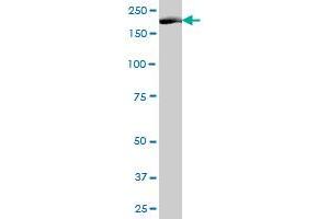 NUMA1 MaxPab polyclonal antibody.