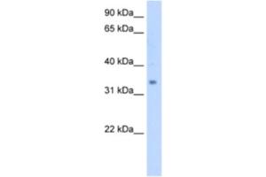 Western Blotting (WB) image for anti-Methylsterol Monooxygenase 1 (MSMO1) antibody (ABIN2463008) (SC4MOL anticorps)