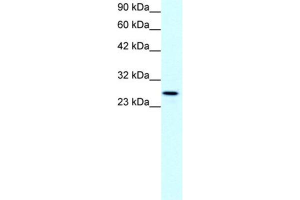 Claudin 13 (CLDN13) (C-Term) anticorps