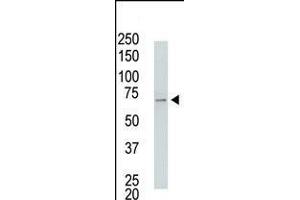 Antibody is used in Western blot to detect USP2 in USP2-transfected HeLa cell lysates. (USP2 anticorps  (C-Term))
