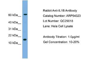 WB Suggested Anti-IL1B  Antibody Titration: 0. (IL-1 beta anticorps  (N-Term))