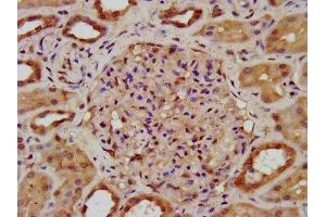IHC image of ABIN7170440 diluted at 1:200 and staining in paraffin-embedded human kidney tissue performed on a Leica BondTM system. (SPTBN1 anticorps  (AA 2096-2256))